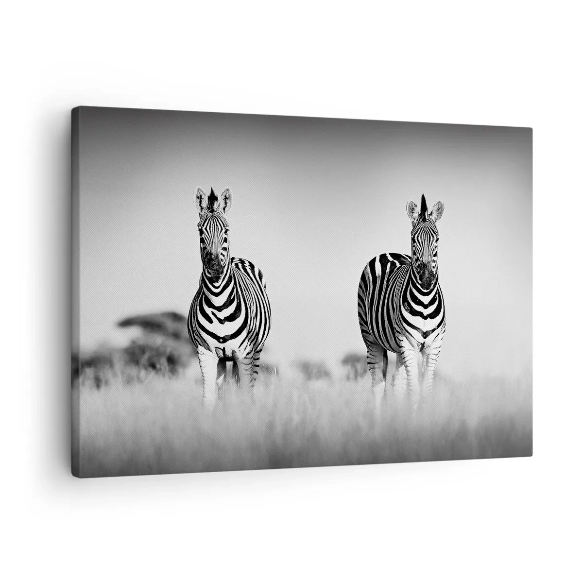Quadro em tela - Duas zebras na savana em estilo monocromático - 70x50cm - De fato, o mundo é a preto e branco - Decoração de parede moderna para a sala de estar e quarto ARTTOR