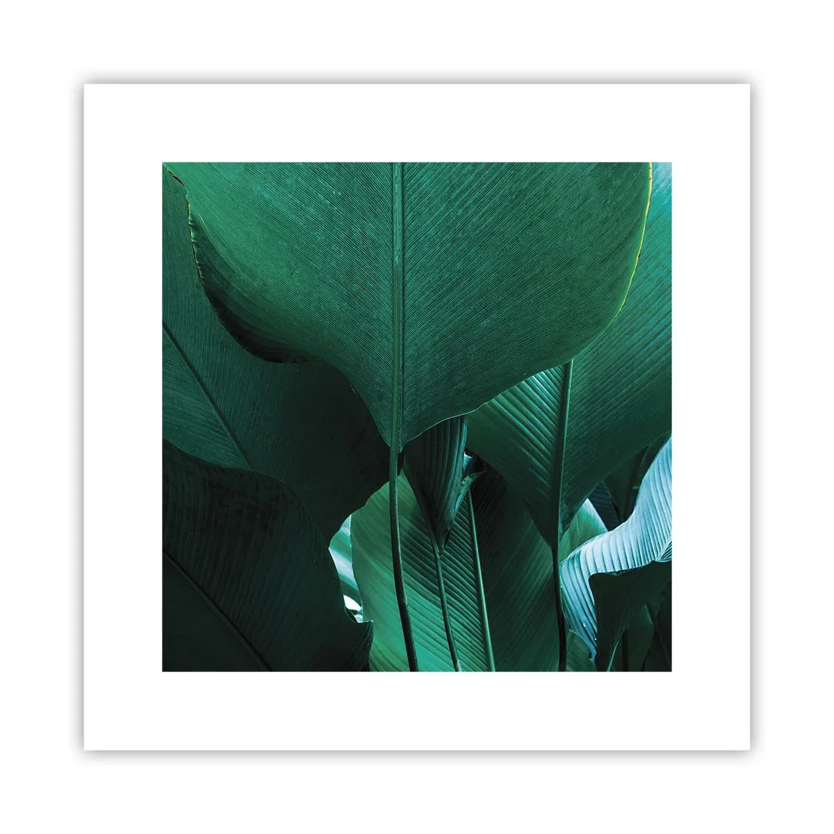 Pôster - De frente para a luz - 30x30 cm