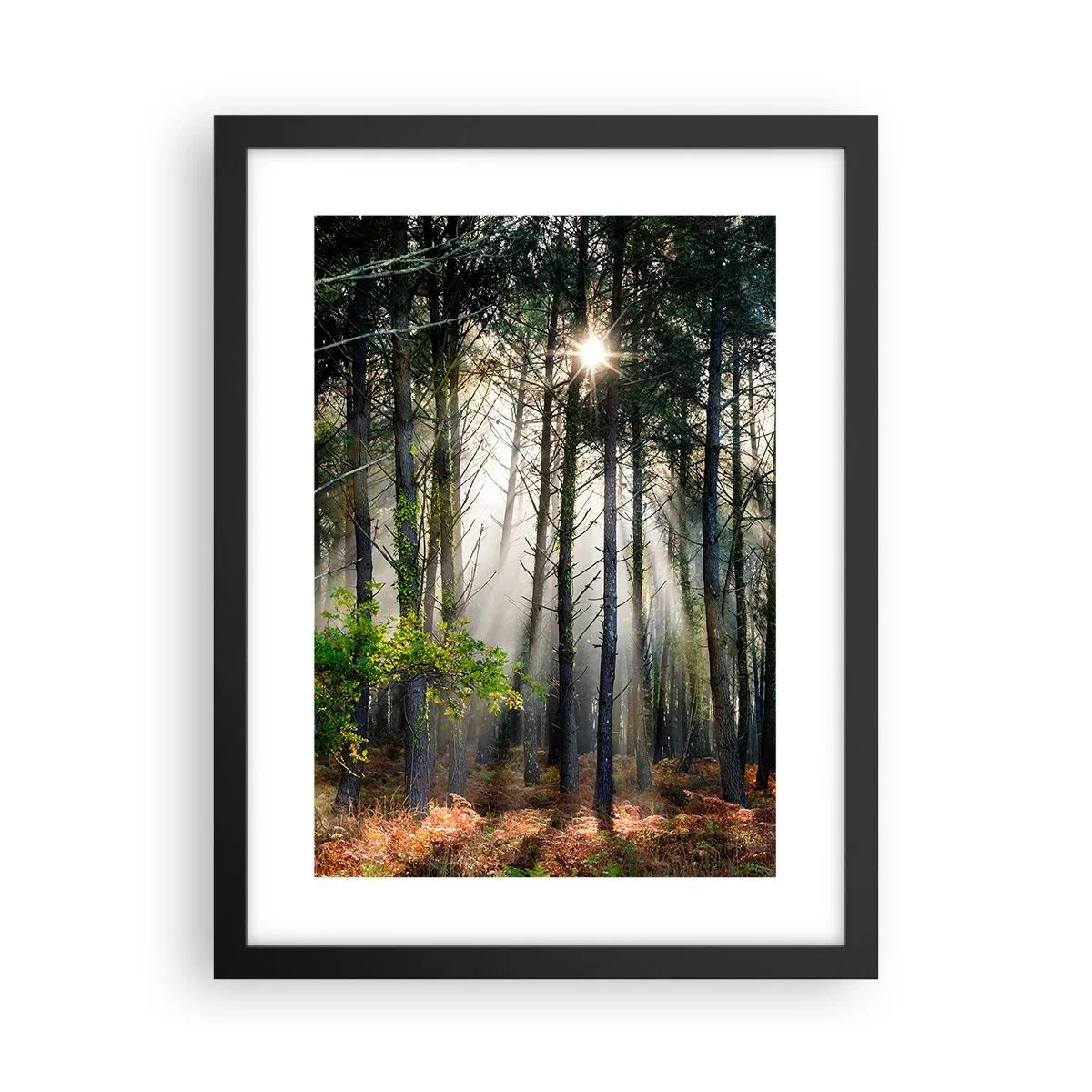 Pôster com moldura preta - Uma área florestal - 30x40 cm