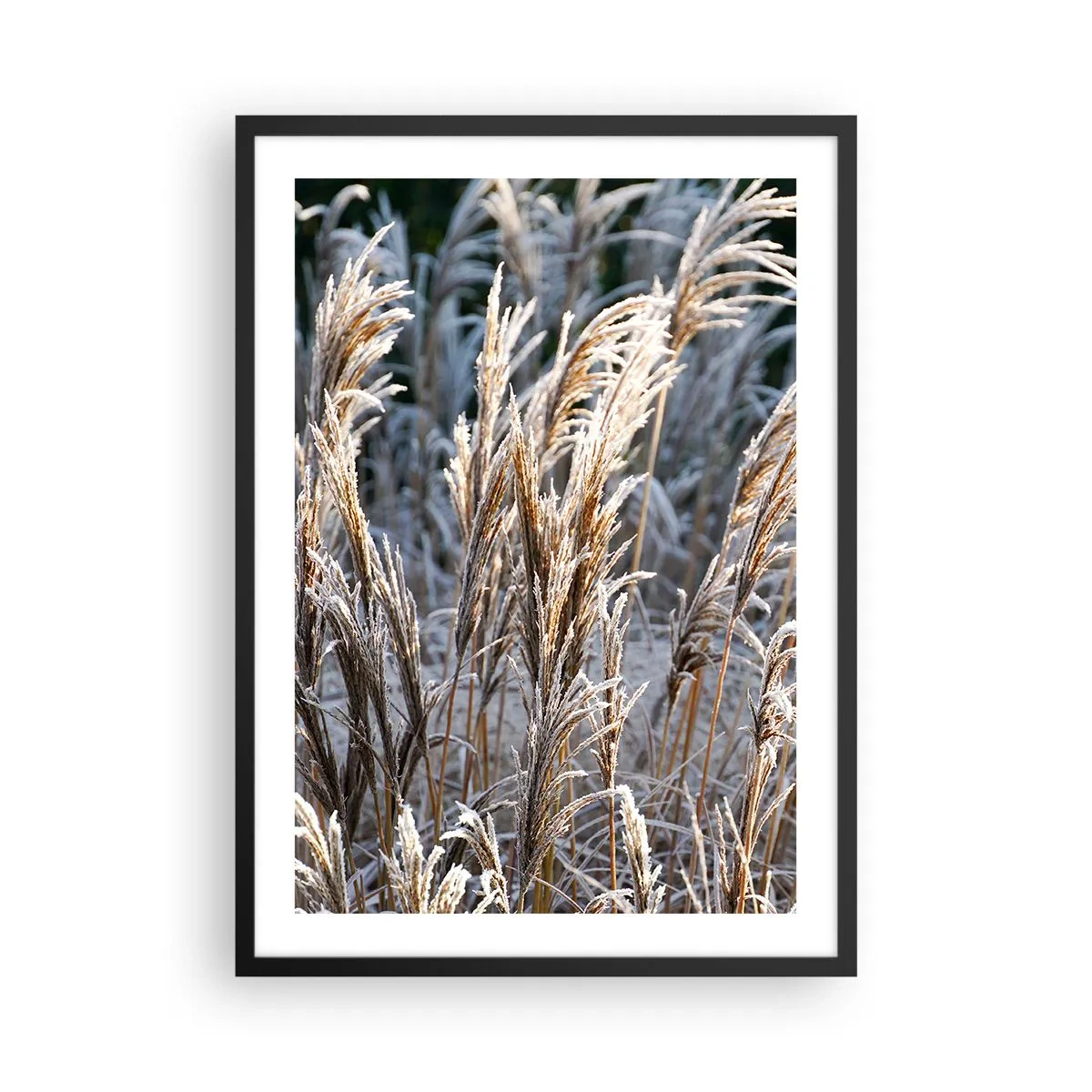 Pôster com moldura preta - Gramíneas secas cobertas de geada em uma paisagem de inverno - 50x70cm - Decorado com a geada - Decoração de parede moderna para a sala de estar e quarto ARTTOR