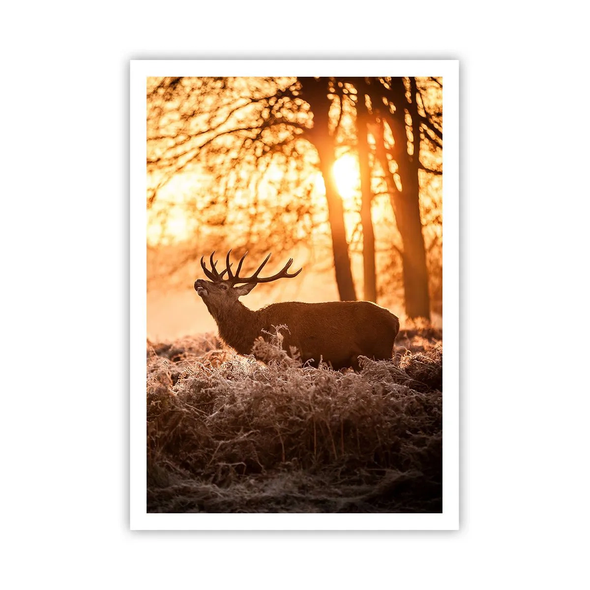 Pôster - O sonho do caçador - 70x100 cm