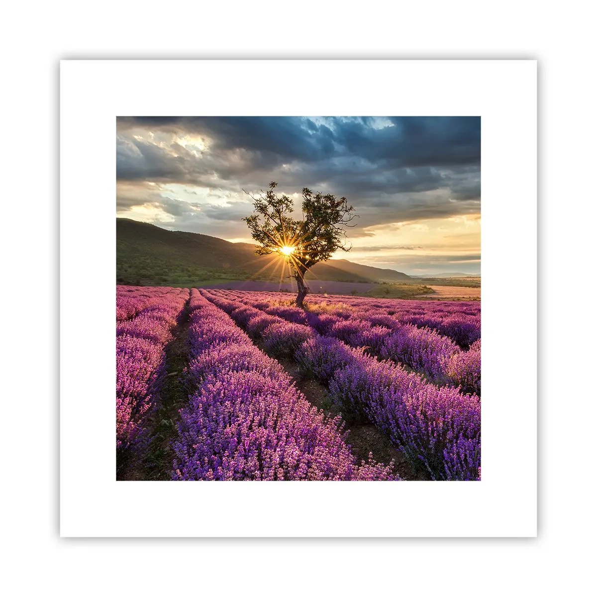 Pôster - Aroma lilás - 30x30 cm
