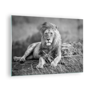Quadro em vidro - Um leão descansando sobre uma rocha em uma paisagem monocromática. - 70x50cm - Sesta real - Decoração de parede moderna para a sala de estar e quarto ARTTOR