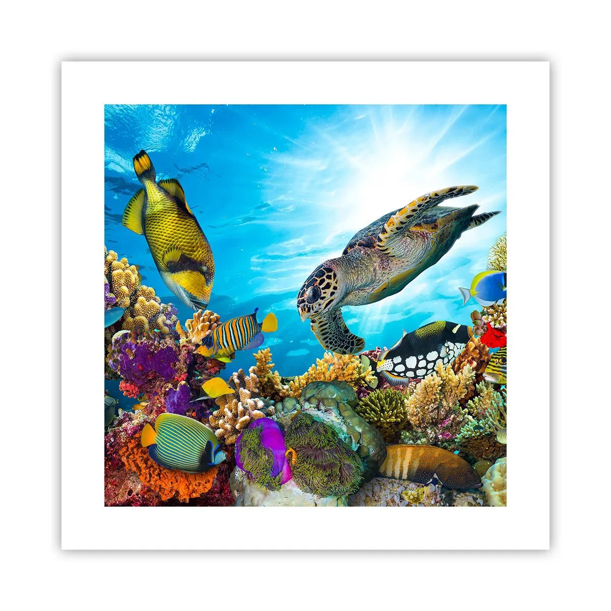 Pôster - Alameda dos corais - 40x40 cm