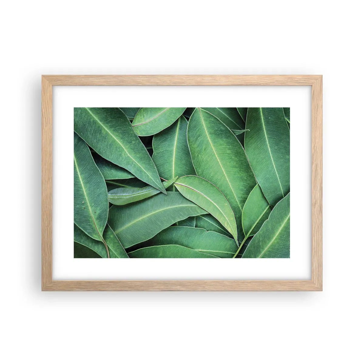 Pôster com moldura de carvalho claro - Suculentas e frescas - 40x30 cm