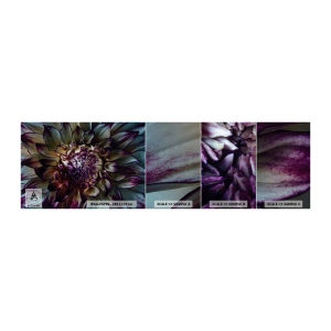 Amostra de papel de parede autocolante Deluxe Sticker - O florescimento da juventude - Flores, Dália, Flor desabrochando - 100x30 cm