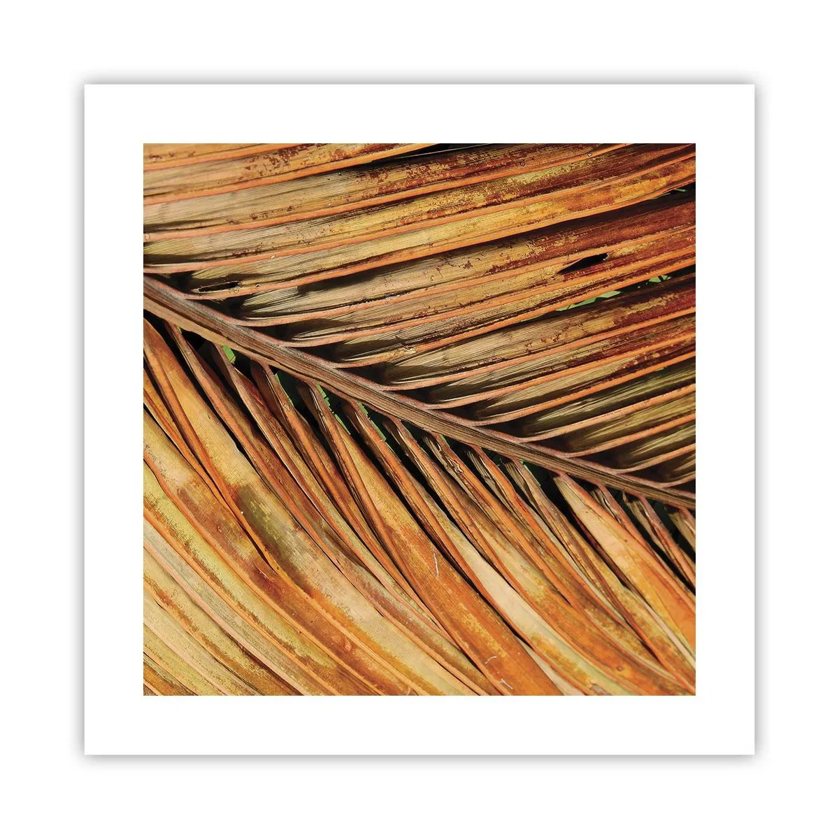 Pôster - Ouro de coco - 40x40 cm