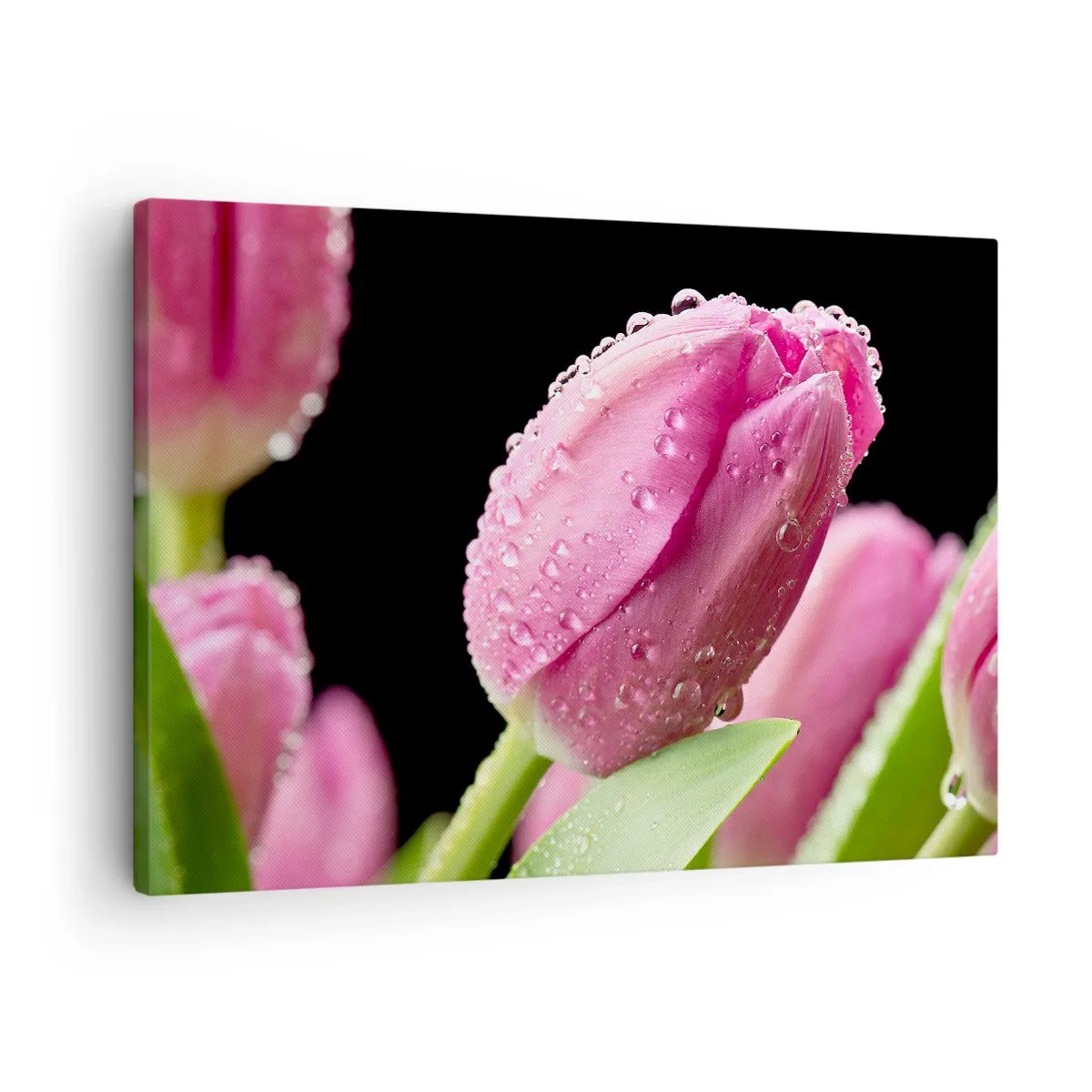 Quadro em tela - Tulipa rosa com gotas de água em um fundo preto - 70x50cm - Sonho lilás em orvalho - Decoração de parede moderna para a sala de estar e quarto ARTTOR