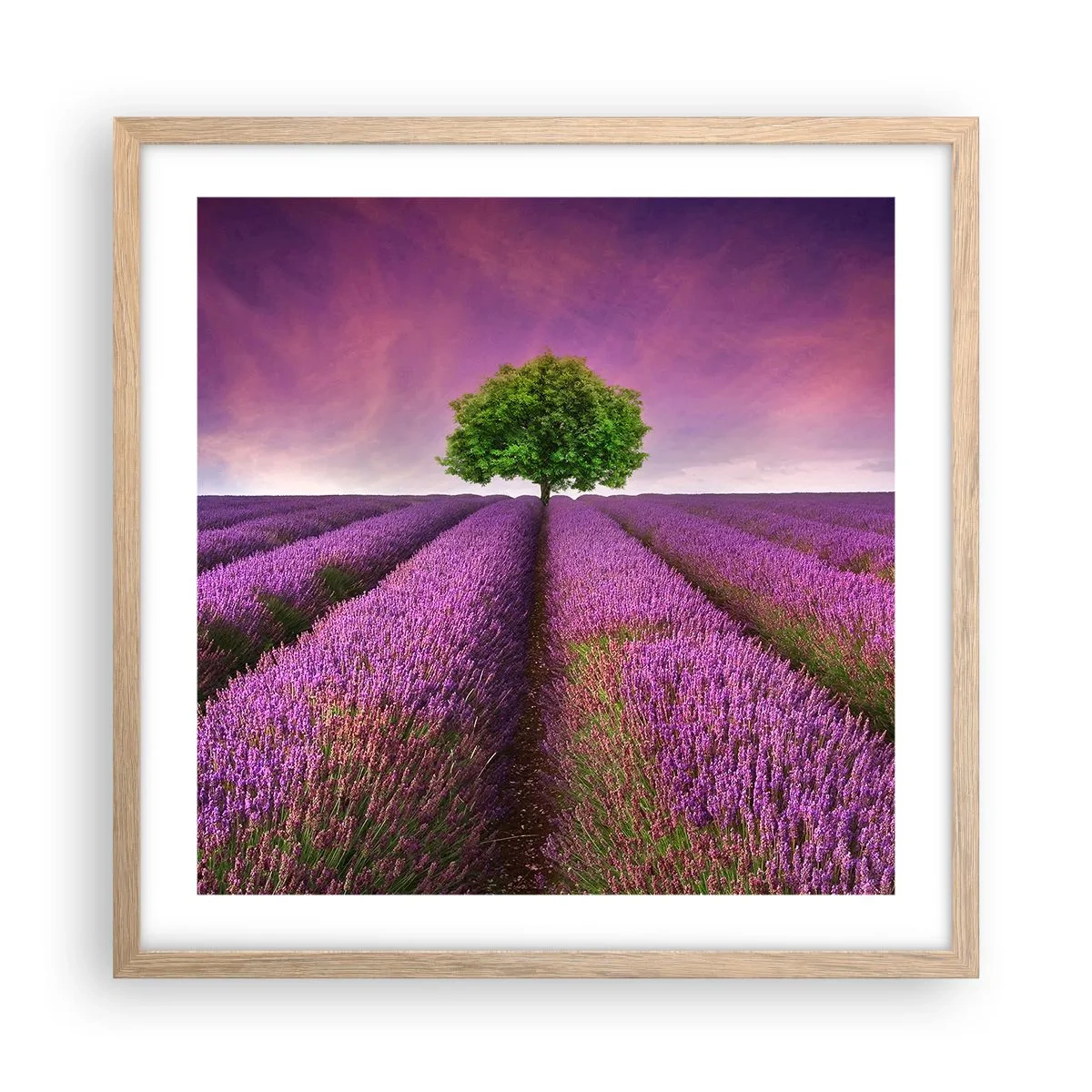 Pôster com moldura de carvalho claro - Nos campos de lavanda - 50x50 cm