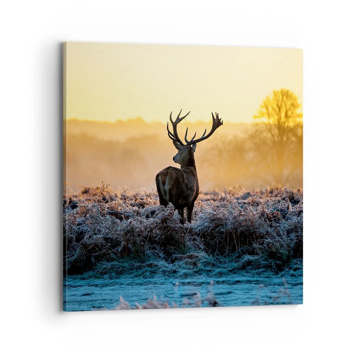 Quadro em tela - Coroado em sua terra - 70x70 cm