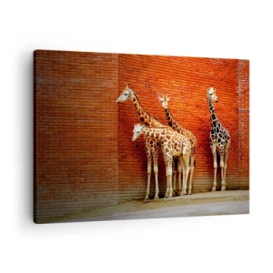 Quadro em tela - Quatro girafas contra uma parede de tijolos em um ambiente artístico - 70x50cm - Vê alguma acácia? - Decoração de parede moderna para a sala de estar e quarto ARTTOR