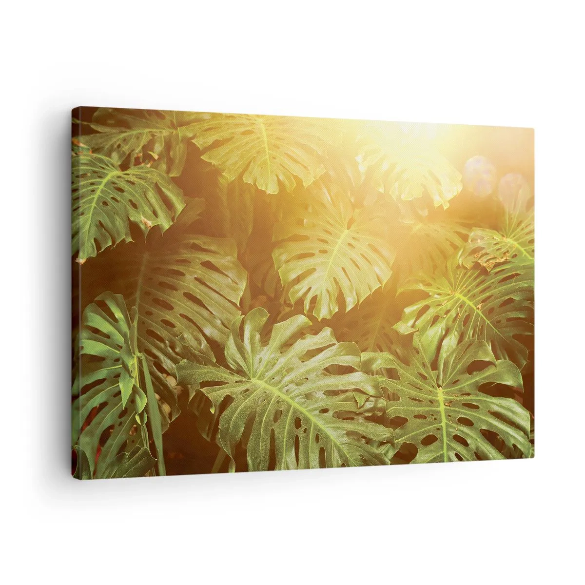 Quadro em tela - Folhas de Monstera ao sol em um fundo natural - 70x50cm - Um mergulho na vegetação - Decoração de parede moderna para a sala de estar e quarto ARTTOR