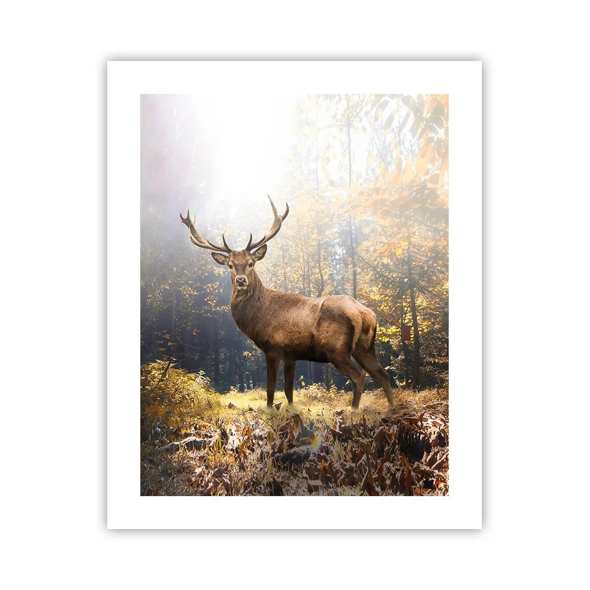 Pôster - Em plena majestade - 40x50 cm