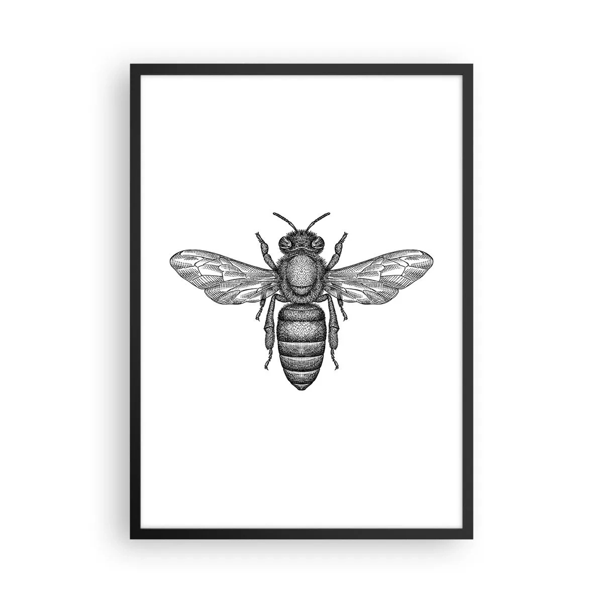 Pôster com moldura preta - Ilustração precisa de uma abelha em um fundo branco - 50x70cm - Retrato de um inseto - Decoração de parede moderna para a sala de estar e quarto ARTTOR