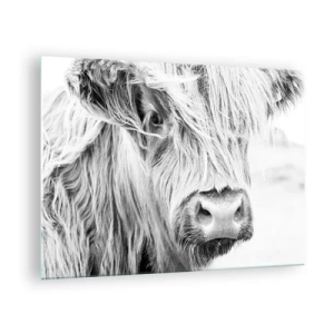 Quadro em vidro - Close-up de um gado escocês de pelo longo em preto e branco - 70x50cm - Natureza selvagem escocesa - Decoração de parede moderna para a sala de estar e quarto ARTTOR