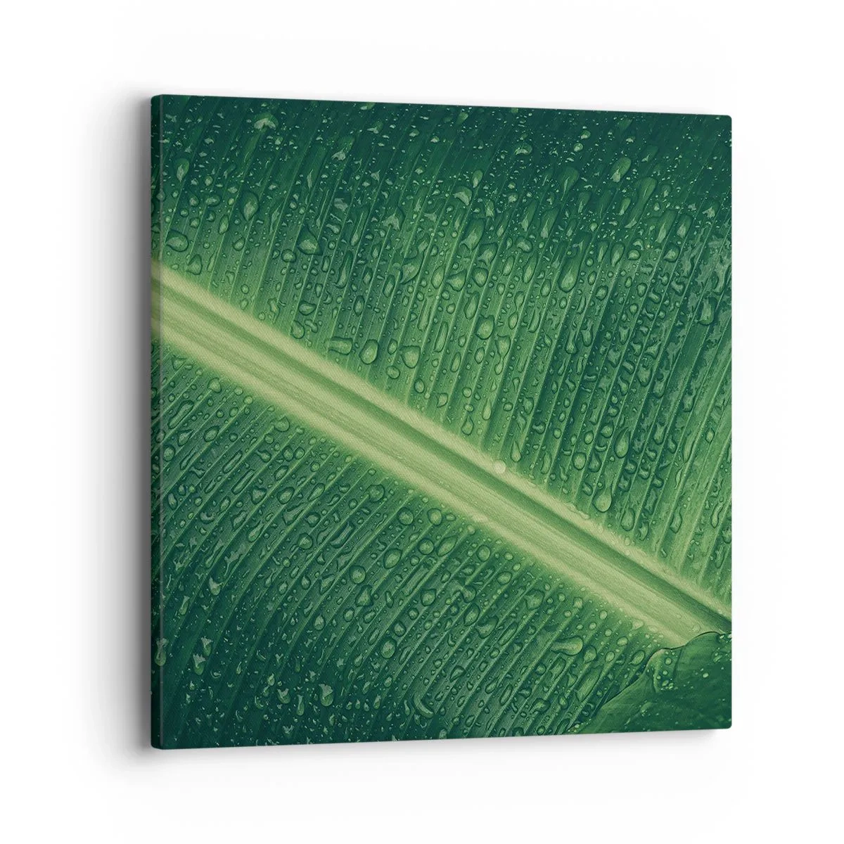 Quadro em tela - A estrutura da vegetação - 40x40 cm