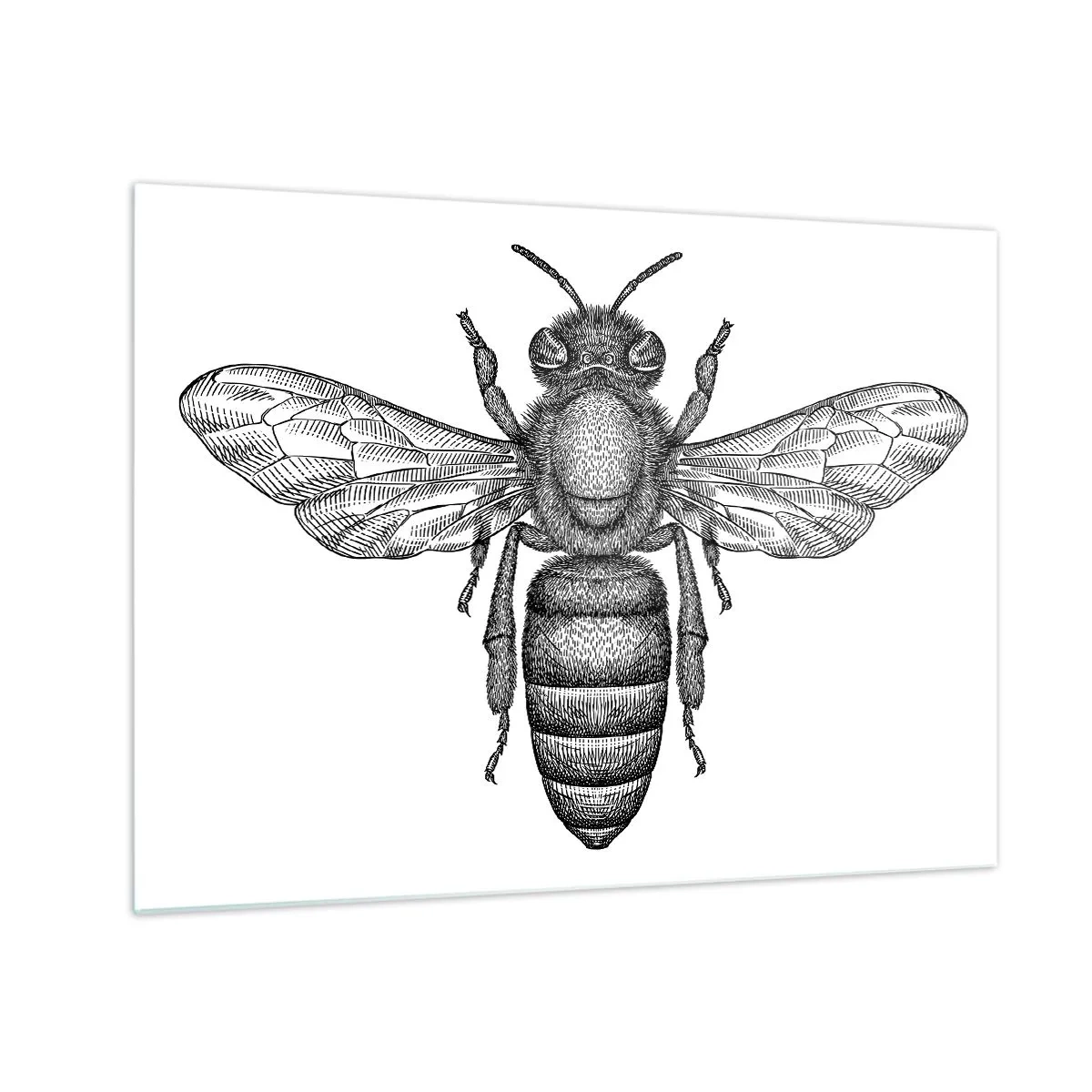 Quadro em vidro - Ilustração detalhada de uma abelha retrô em um fundo branco - 70x50cm - Retrato de um inseto - Decoração de parede moderna para a sala de estar e quarto ARTTOR