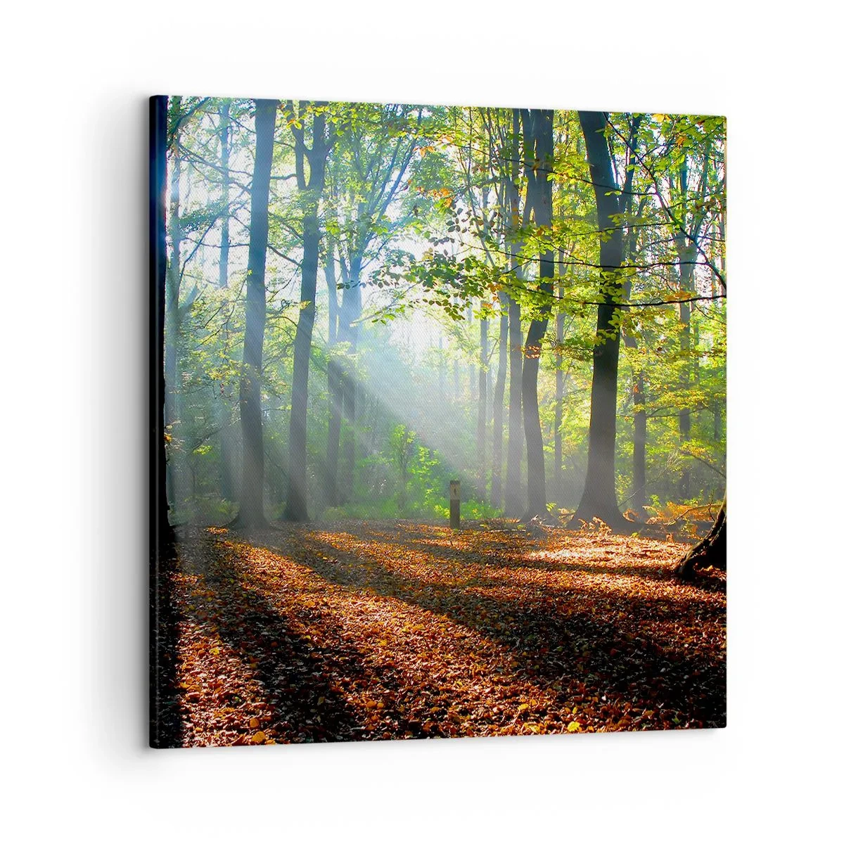 Quadro em tela - Luzes e sombras - 50x50 cm