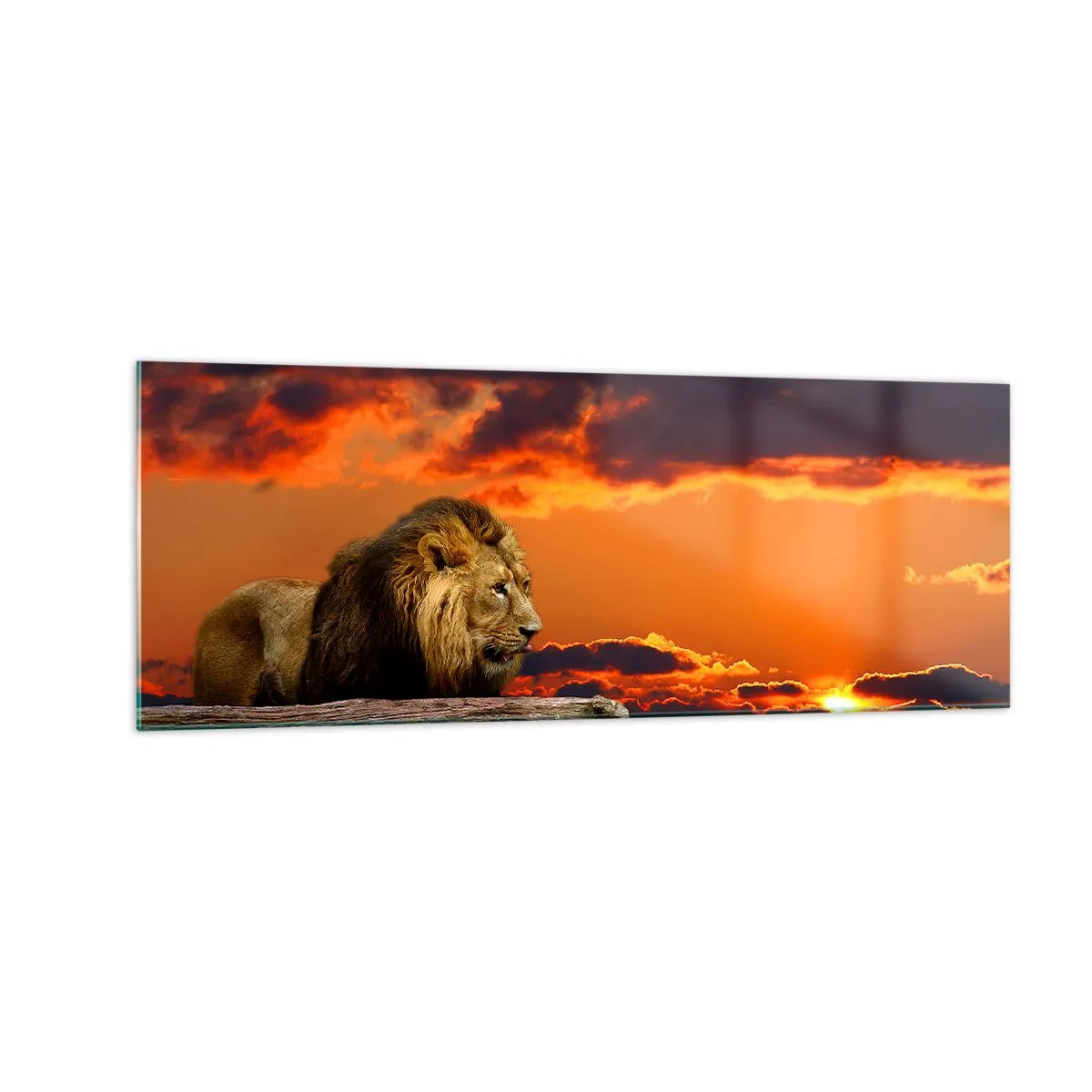 Quadro em vidro - Rei da natureza - 140x50 cm