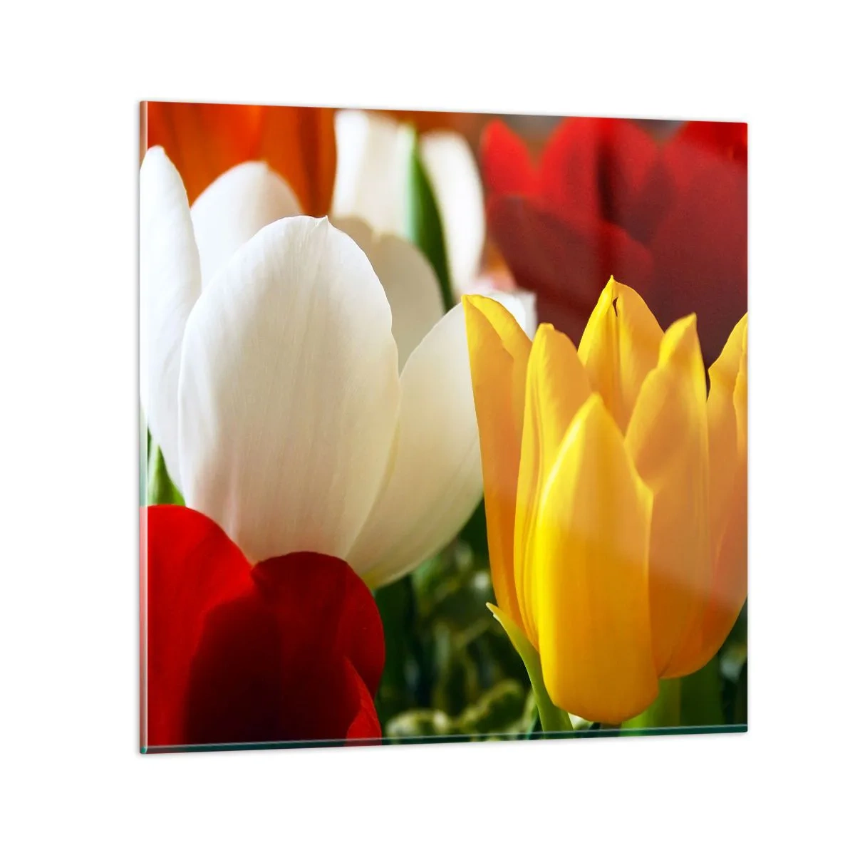 Quadro em vidro - Febre das tulipas - 30x30 cm