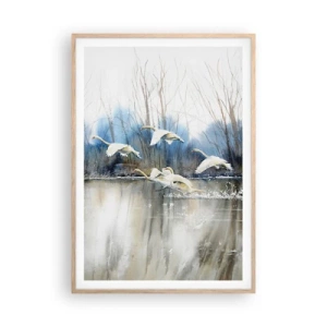 Pôster com moldura de carvalho claro - Como no conto de fadas sobre cisnes selvagens - 70x100 cm