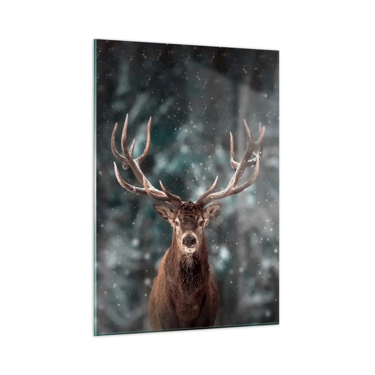 Quadro em vidro - O rei coroado da floresta  - 50x70 cm