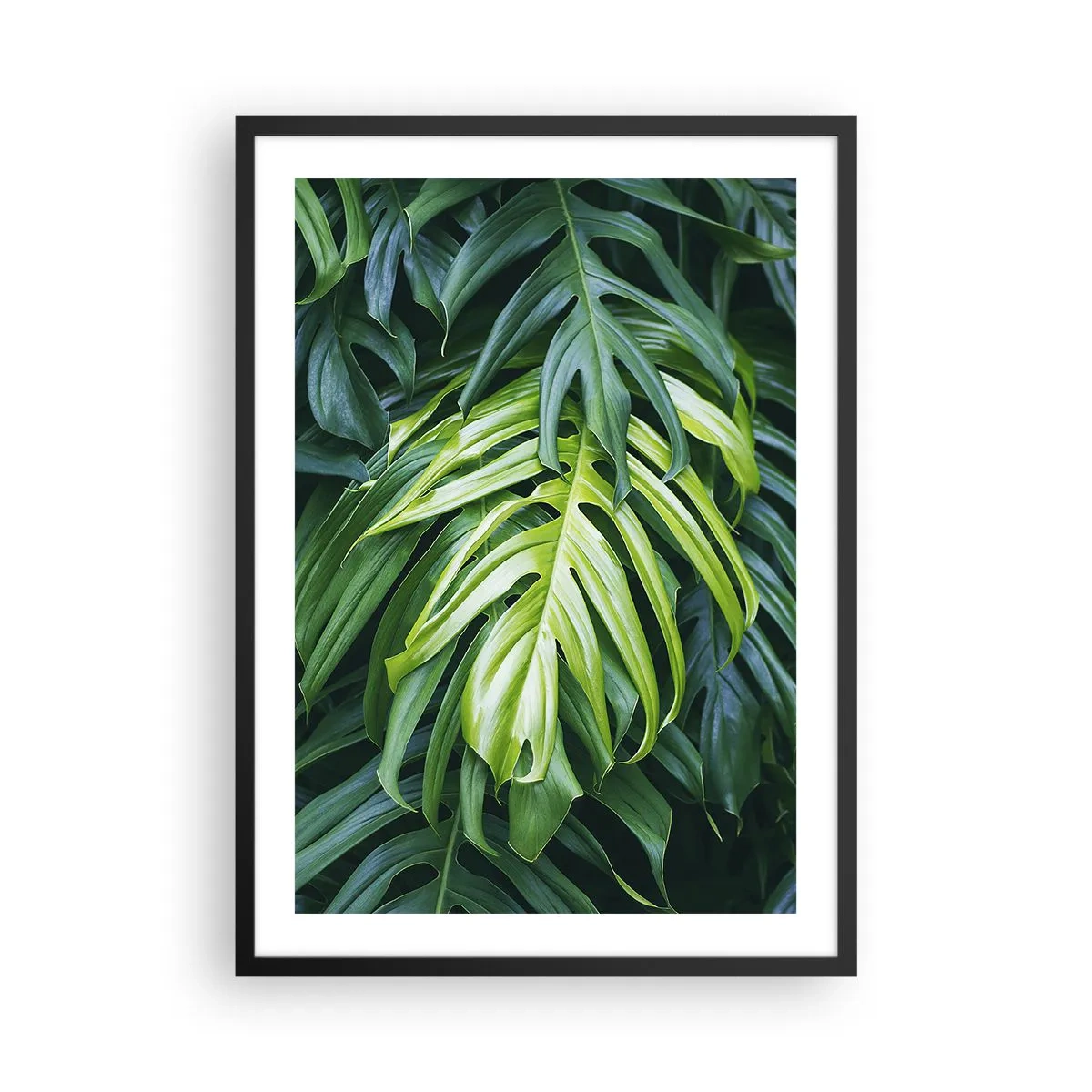 Pôster com moldura preta - Close-up de folhas verdes de monstera - 50x70cm - Mergulhar no frescor - Decoração de parede moderna para a sala de estar e quarto ARTTOR