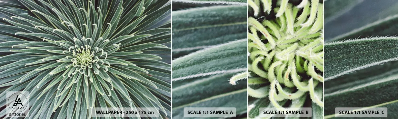 Amostra de Papel de Parede Standard Eco - Nasce uma estrela - Flor de agave, Agave, Flores - 100x30 cm