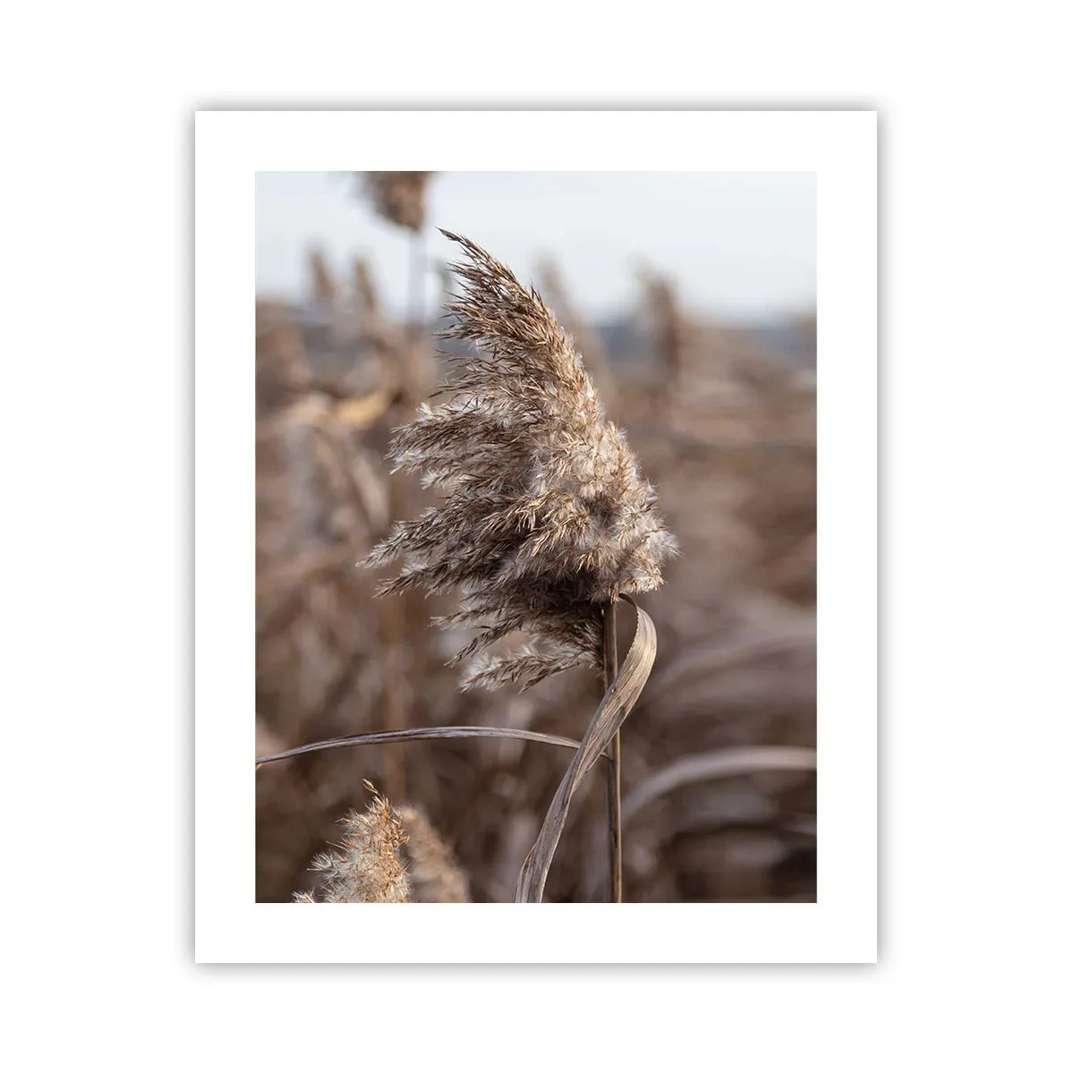 Pôster - É hora de voar com o vento - 40x50 cm