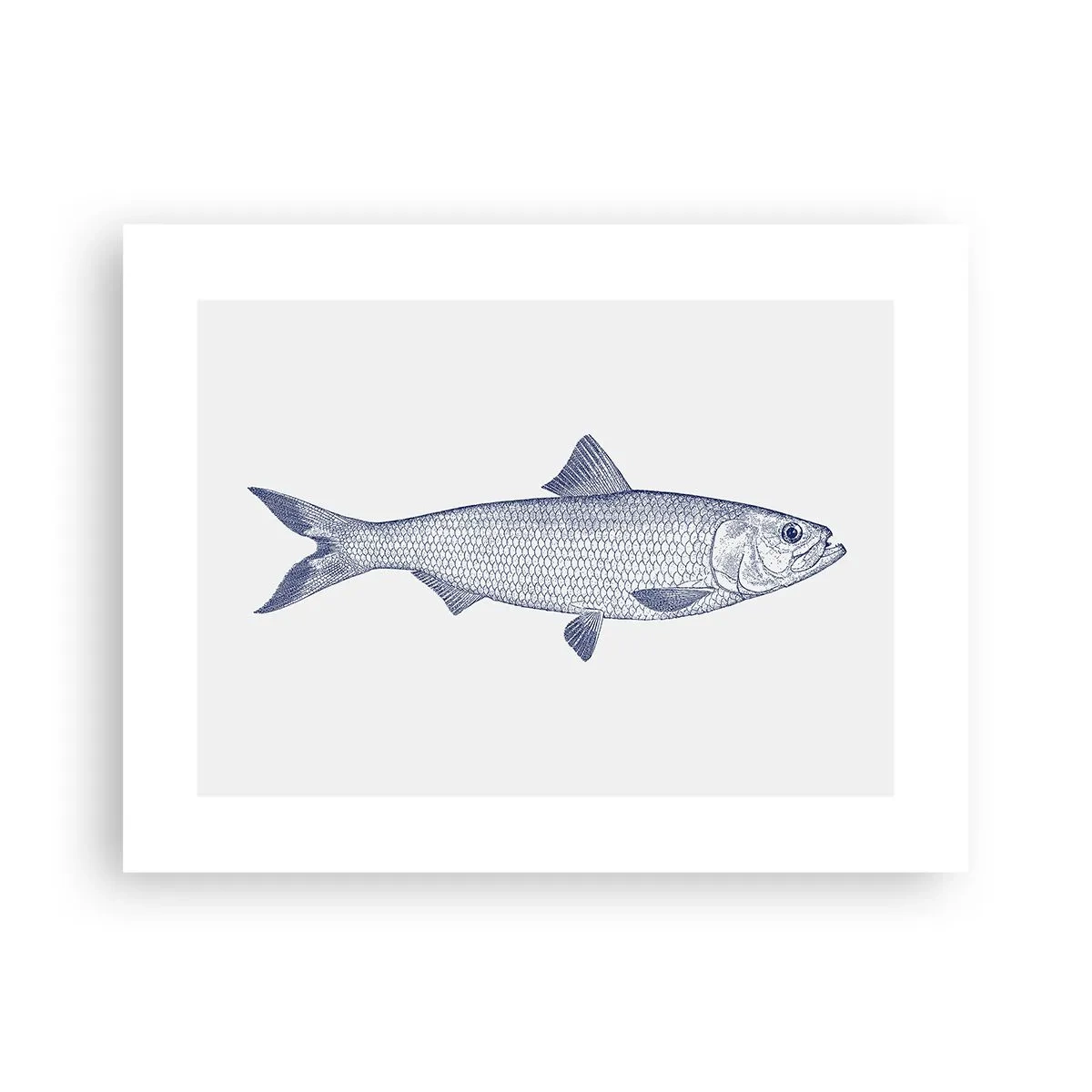 Pôster - Saudações dos mares do norte - 40x30 cm