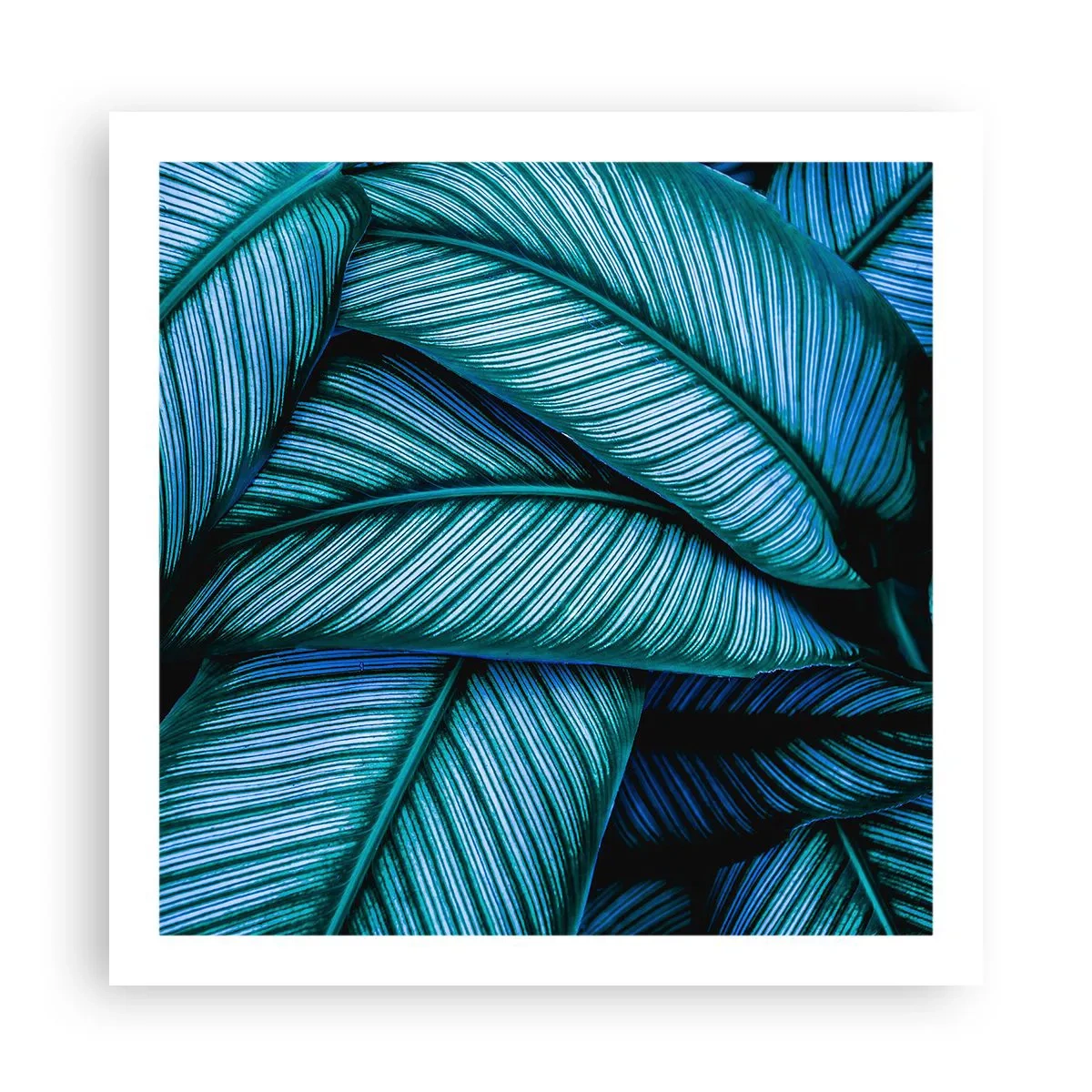 Pôster - Linhas de vida - 60x60 cm