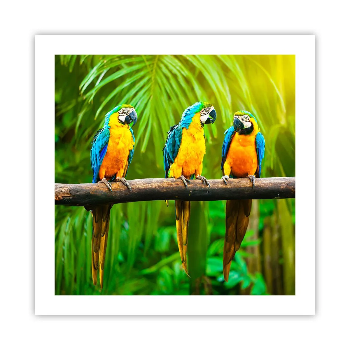Pôster - E ouviste dizer que ela...? - 50x50 cm
