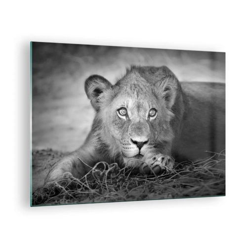 Quadro em vidro - Um filhote de leão em preto e branco olhando para a câmera - 70x50cm - Cachorro real - Decoração de parede moderna para a sala de estar e quarto ARTTOR