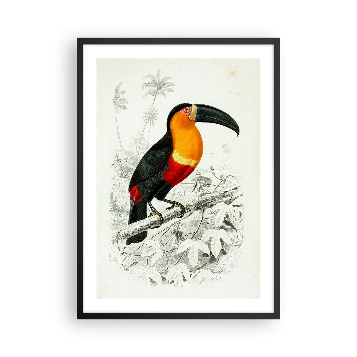 Pôster com moldura preta - Retrato de papagaio - 50x70cm - Cores dos pássaros - Decoração de parede moderna para a sala de estar e quarto ARTTOR