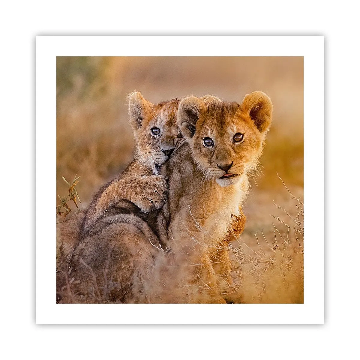 Pôster - Não perturbe! Estamos a divertir-nos - 50x50 cm