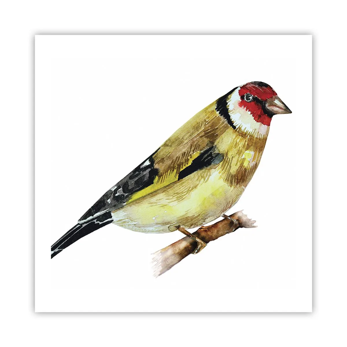 Pôster - Retrato de um pássaro - 60x60 cm