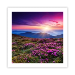 Pôster - Campo cheiroso - 50x50 cm