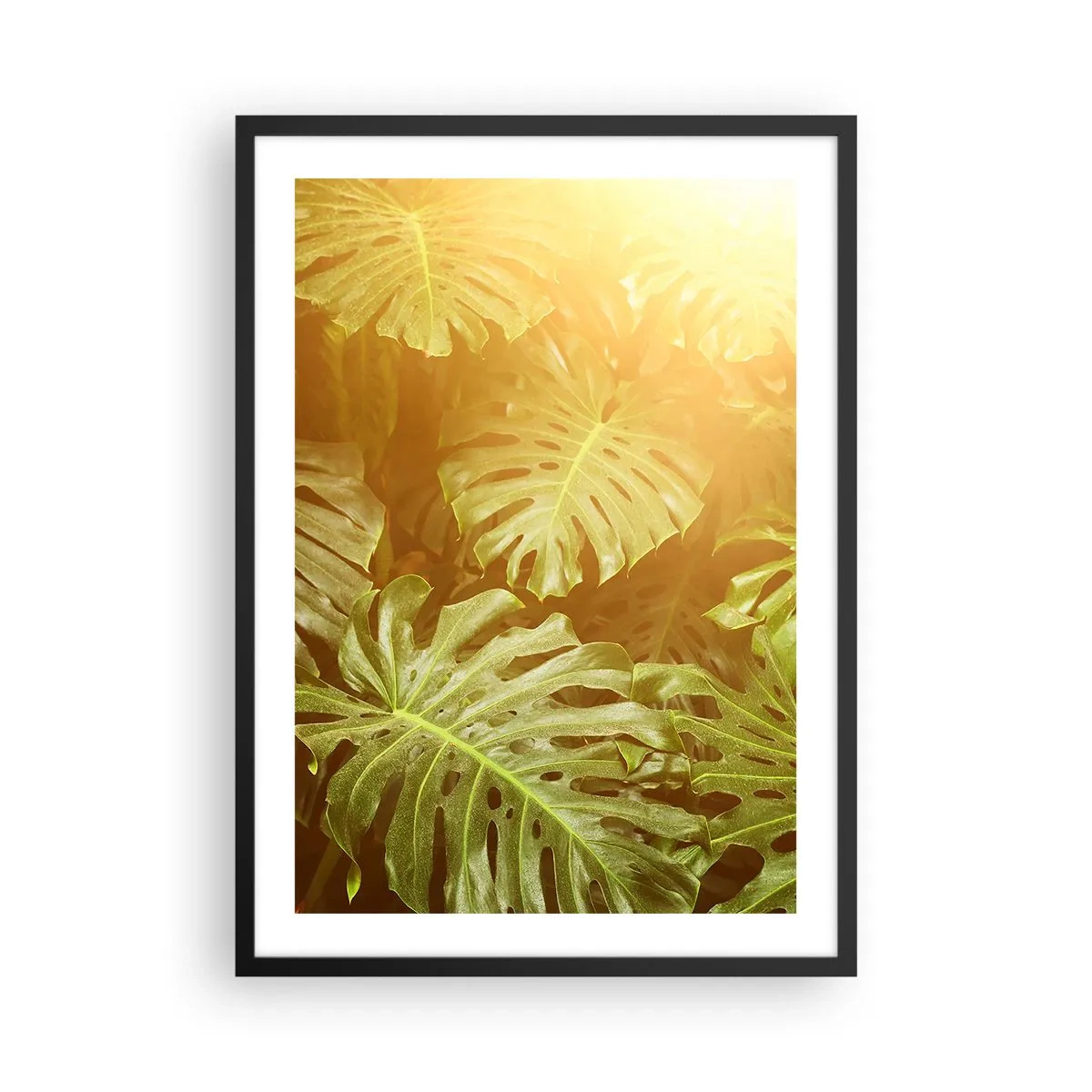 Pôster com moldura preta - Folhas de Monstera expostas aos raios solares criam uma atmosfera tropical - 50x70cm - Um mergulho na vegetação - Decoração de parede moderna para a sala de estar e quarto ARTTOR