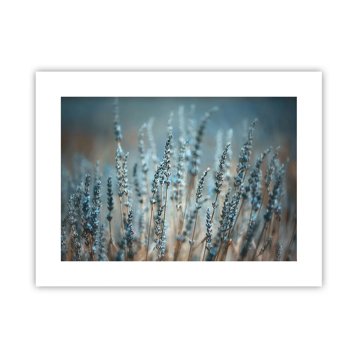Pôster - Prado perfumado - 40x30 cm