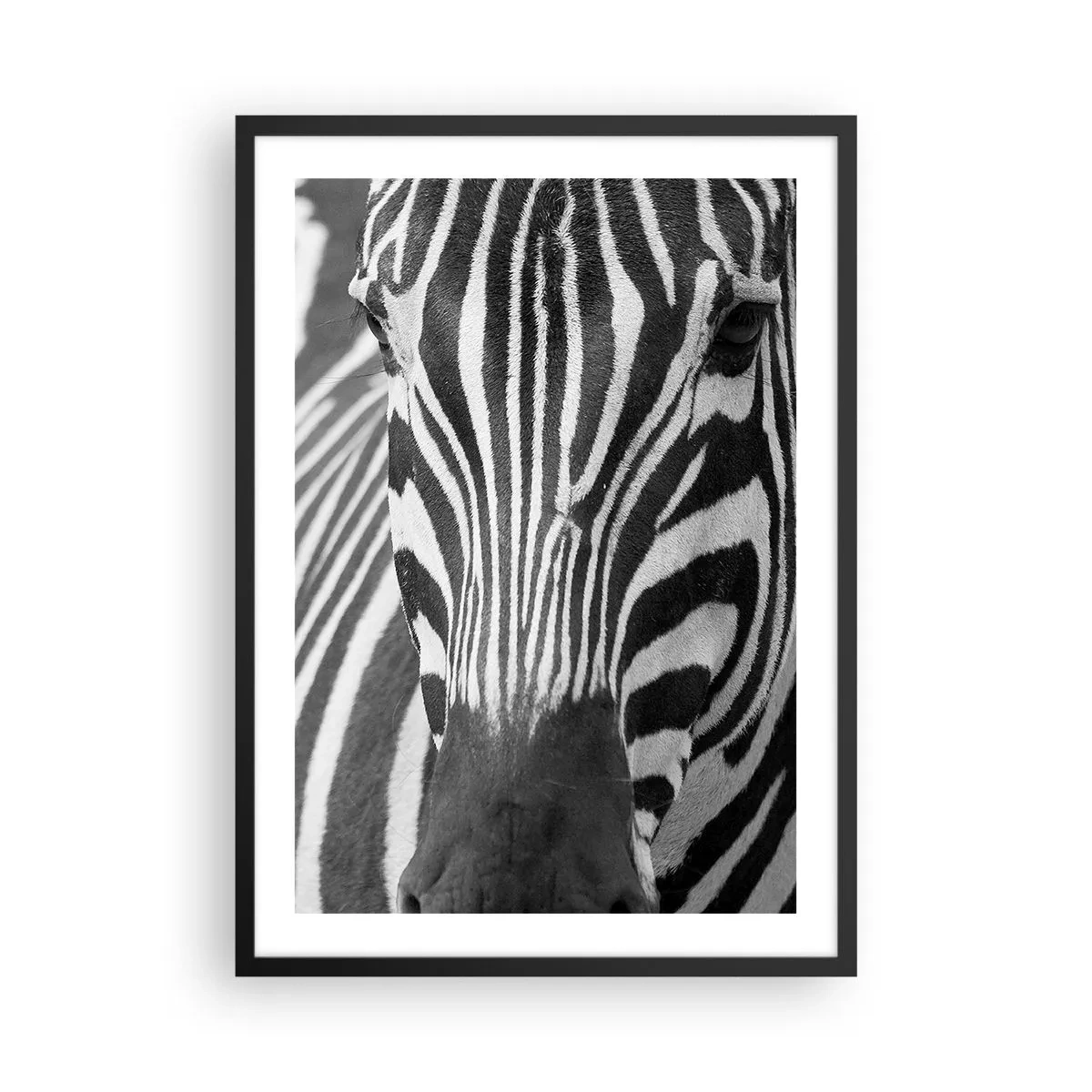 Pôster com moldura preta - Retrato de uma zebra em uma composição em preto e branco - 50x70cm - O mundo é preto e branco - Decoração de parede moderna para a sala de estar e quarto ARTTOR