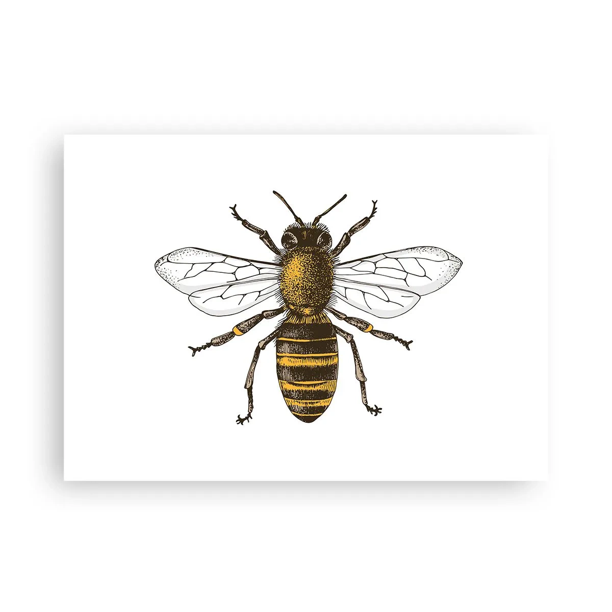 Pôster - Linda e boa - 70x50 cm