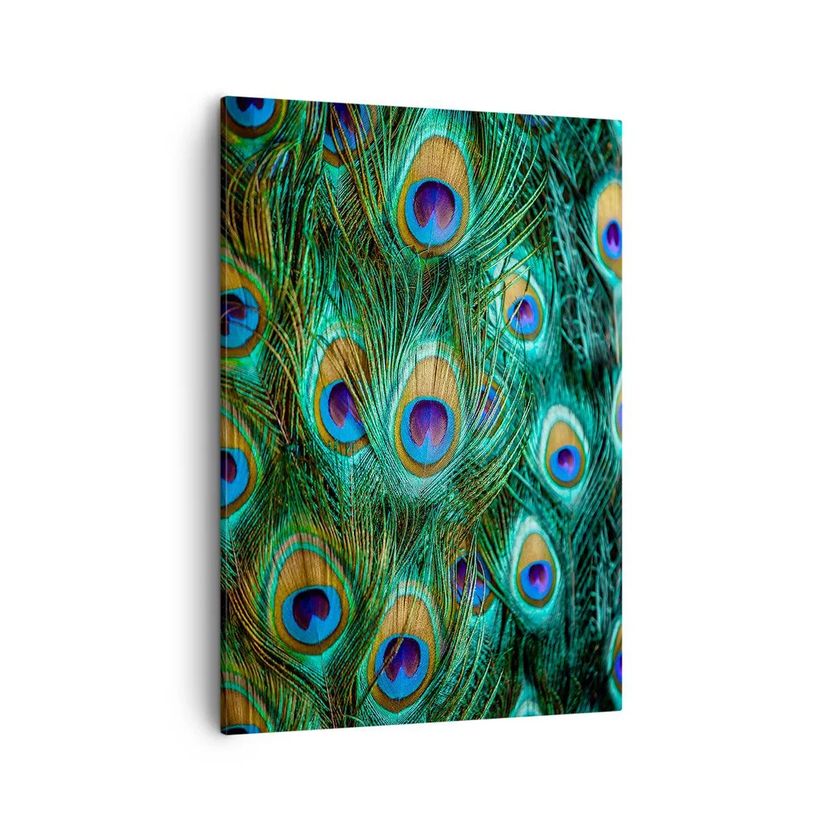 Quadro em tela - Um olhar de pavão - 50x70 cm