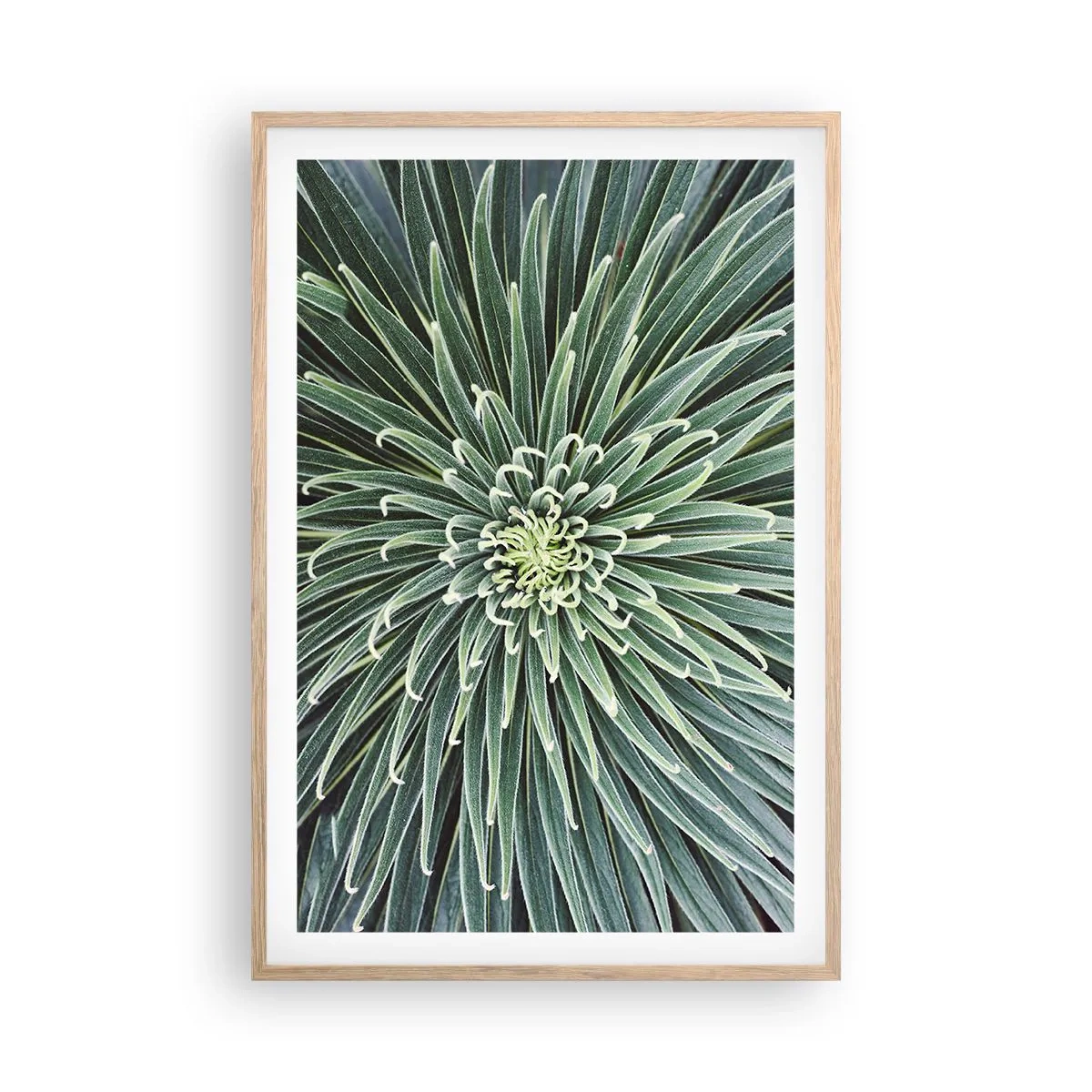 Pôster com moldura de carvalho claro - Nasce uma estrela - 61x91 cm