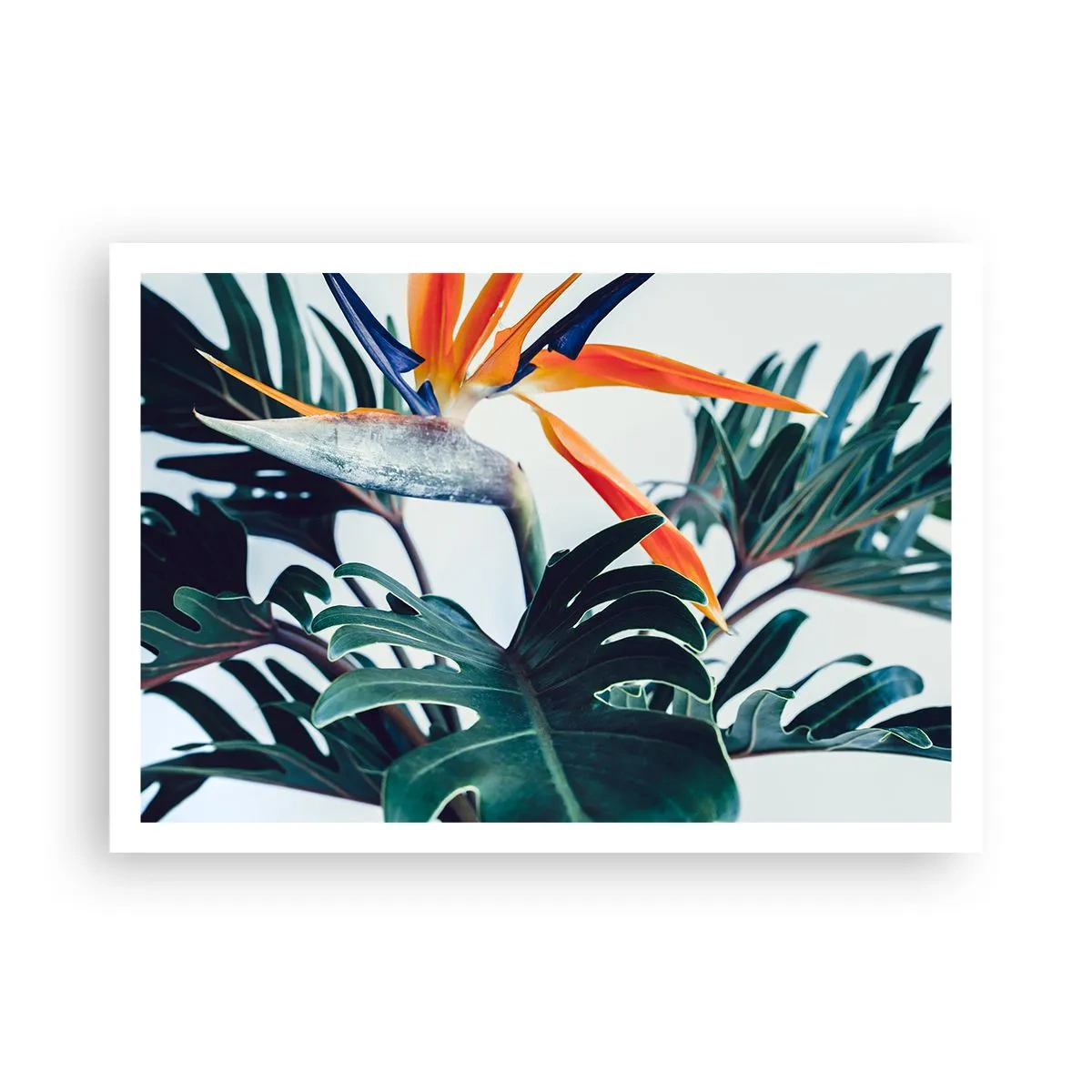 Pôster - Arbusto de passarinho - 100x70 cm