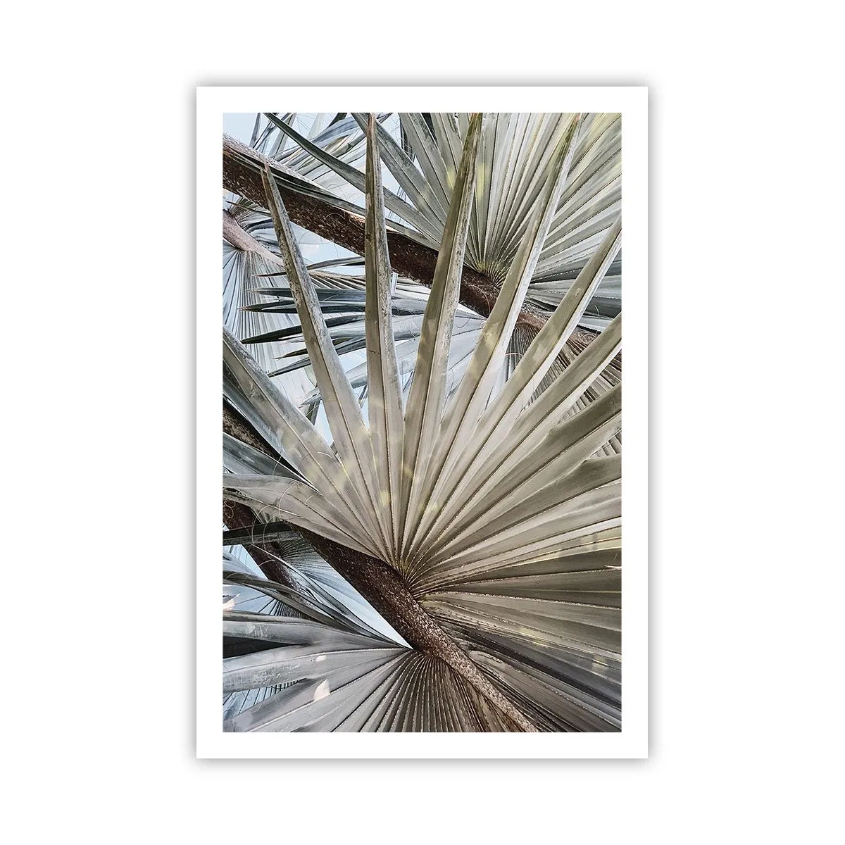 Pôster - Leques nos trópicos - 61x91 cm