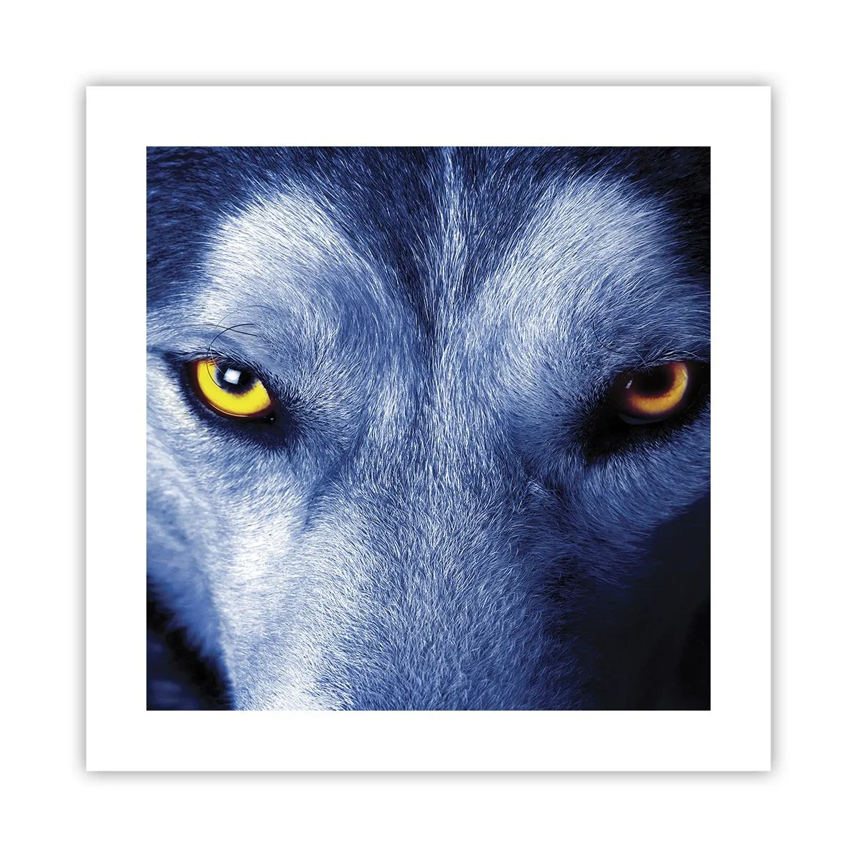 Pôster - Olhar hipnotizante - 40x40 cm