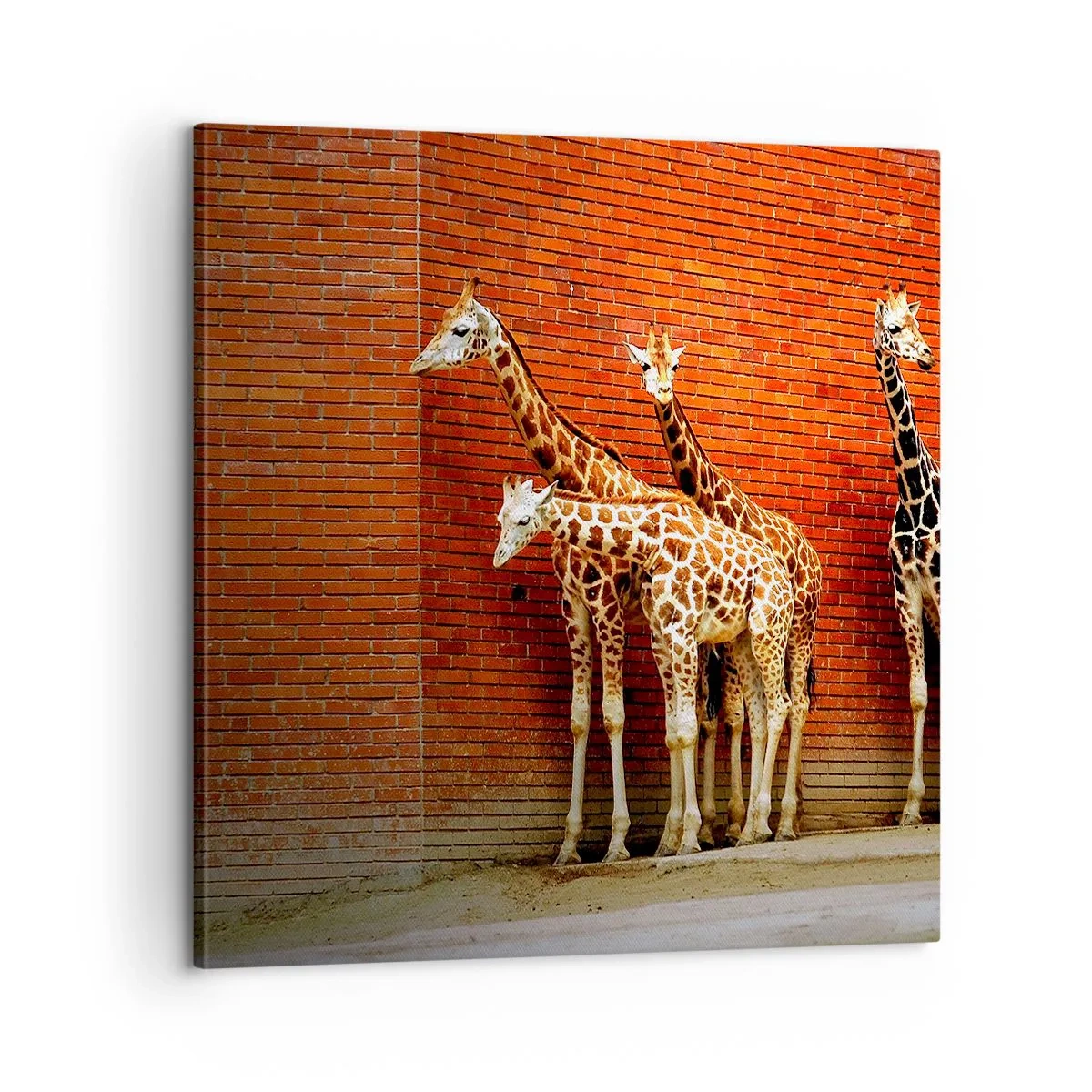 Quadro em tela - Vê alguma acácia? - 60x60 cm