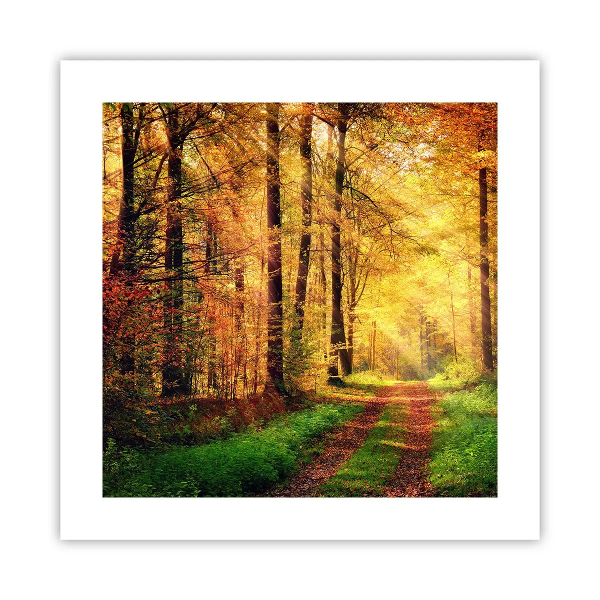 Pôster - Silêncio dourado da floresta - 40x40 cm