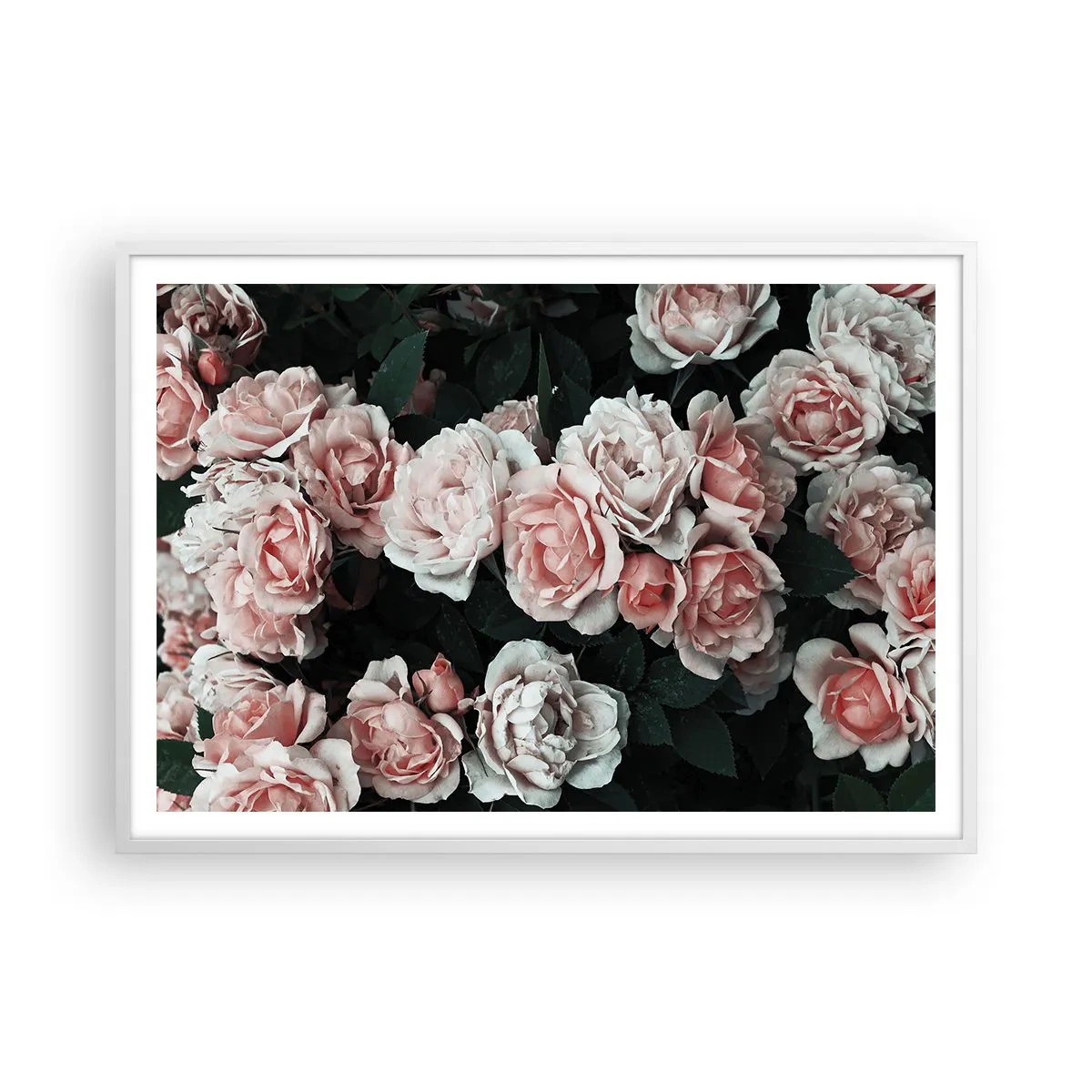 Pôster em moldura branca - Conjuntos de rosas - 100x70 cm