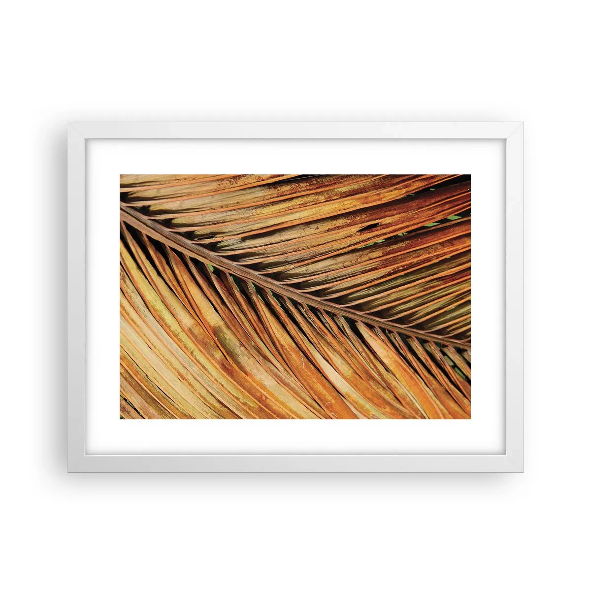 Pôster em moldura branca - Ouro de coco - 40x30 cm